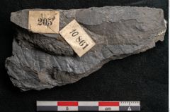 Foto (Detailansicht) von Cyatheites schlotheimii St. (NHMW-GEO-2024-0188-10861)
